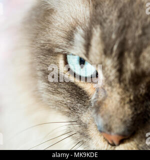 Chantilly tiffany Katze im Garten Stockfoto