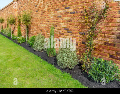 Neu Garten oder Hinterhof hardy Bäume, Sträucher und Kletterpflanzen entlang einer Betten vor beeindruckender aus rotem Backstein Mauer gepflanzt Stockfoto