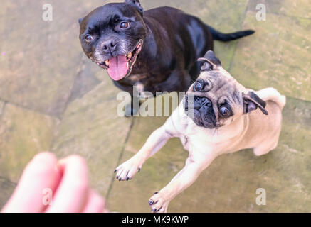 Mops und Staffordshire Bull Terrier Hund draußen warten auf eine Behandlung. Der Schwarze Terrier ist geduldig Sitzen mit offenem Mund zu lächeln. Der Mops ist Jumpin Stockfoto