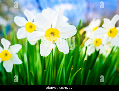 Schöne, weiße und gelbe Narzissen im Garten. Gelbe und weiße Narzissen in einem Blumengarten in der Natur. Soft Focus oder flache Tiefenschärfe Stockfoto