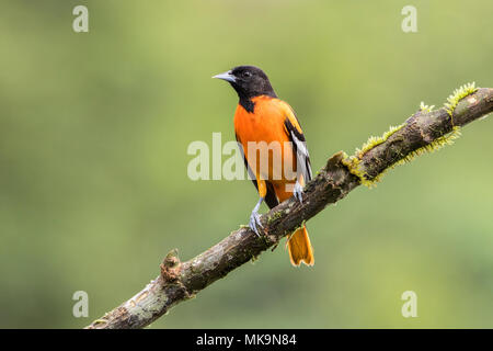 Baltimore Oriole Icterus galbula nach thront auf Niederlassung im Wald, Costa Rica Stockfoto