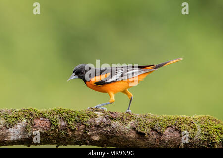 Baltimore Oriole Icterus galbula nach thront auf Niederlassung im Wald, Costa Rica Stockfoto