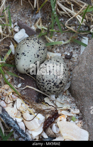 Getarnt Kibitze (Charadrius hiaticula) Nest - Schaben mit einer Kupplung von zwei Eier bei Mellon Udrigle, Wester Ross, Highlands, Schottland. Stockfoto