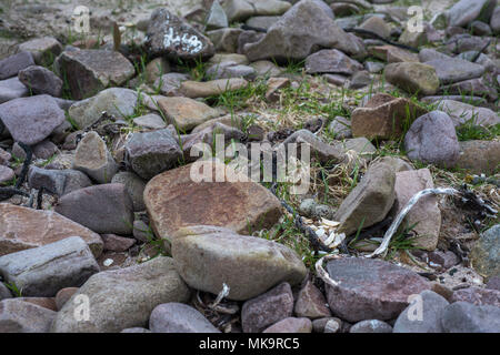 Getarnt Kibitze (Charadrius hiaticula) Nest - Schaben mit einer Kupplung von zwei Eier bei Mellon Udrigle, Wester Ross, Highlands, Schottland. Stockfoto