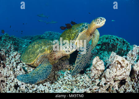 Mehrere grüne Meeresschildkröten, Chelonia mydas, eine bedrohte Art, sammeln mit einer Reinigungsstation aus West Maui, Hawaii. Drei graue Riffhaie Carcharhi Stockfoto