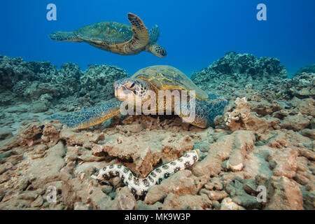 Eine Schneeflocke Muränen, Echidna nebulosa, an der Vorderseite der beiden grünen Meeresschildkröten, Chelonia mydas, eine bedrohte Art, Maui, Hawaii. Stockfoto