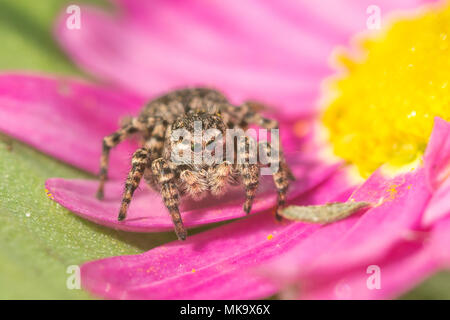 Makro einer jumping Spider (weiblich Aelurillus v-insignitus) auf einem hellen rosa Blume in Surrey, Großbritannien Stockfoto