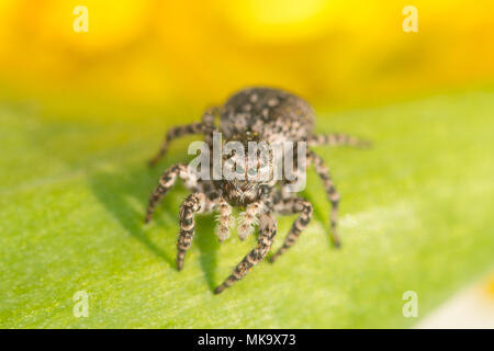 Makro einer jumping Spider (weiblich Aelurillus v-insignitus) in Surrey, Großbritannien Stockfoto