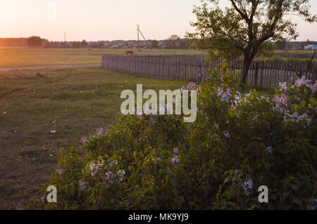 Bush Sereni bei Sonnenuntergang, ländliche Szene, alten Zaun, Pferd in der Ferne Stockfoto