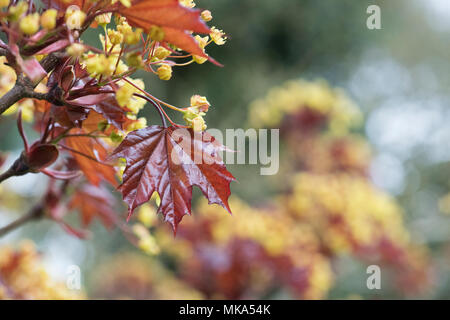 Acer negundo 'Goldsworth purple'. Norwegen Ahorn Blüte im Frühling Stockfoto