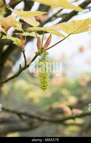 Acer Pseudoplatanus Brilliantissimum. Sycamore Brilliantissimum Blüte im Frühjahr. England Stockfoto