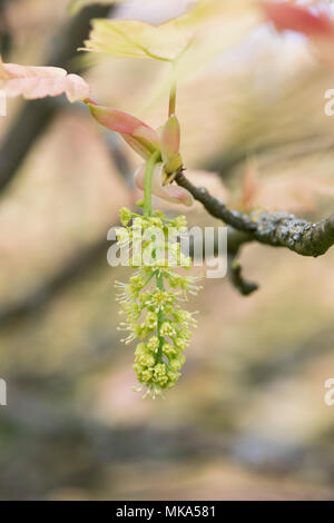 Acer Pseudoplatanus Brilliantissimum. Sycamore Brilliantissimum Blüte im Frühjahr. England Stockfoto