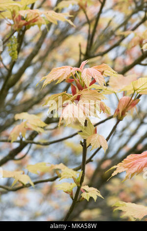 Acer Pseudoplatanus Brilliantissimum. Sycamore Brilliantissimum Blätter im Frühjahr. England Stockfoto