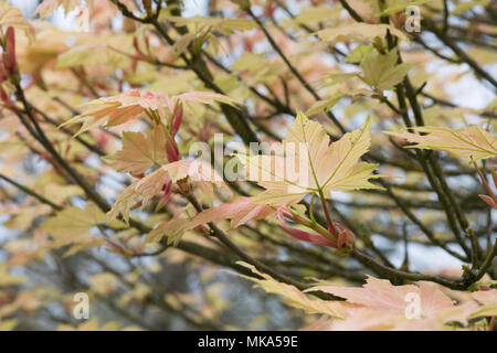 Acer Pseudoplatanus Brilliantissimum. Sycamore Brilliantissimum Blätter im Frühjahr. England Stockfoto