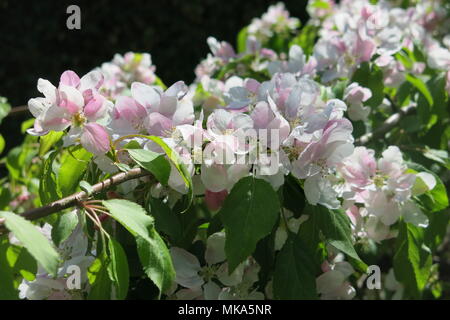 Nahaufnahme von einem Zweig der Blüte Kirschblüte Stockfoto