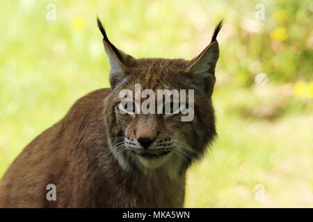 Porträt eines Europäischen Luchs, der drittgrößte Predator in Europa Stockfoto