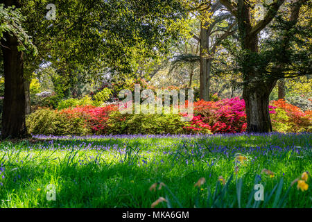 Bunte Pflanzen im Frühjahr auf dem Gelände von Exbury Gardens, einem bewaldeten Garten, die zu der Familie Rothschild in Hampshire, England, Großbritannien Stockfoto