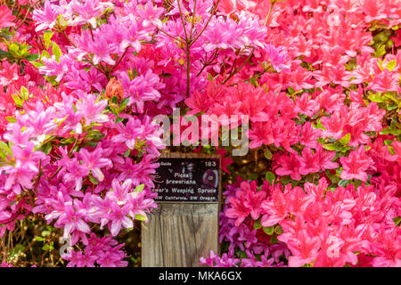 Bunte lebendige rosa blühenden Azaleen an Exbury Gardens im Frühjahr im Mai, England, Großbritannien Stockfoto