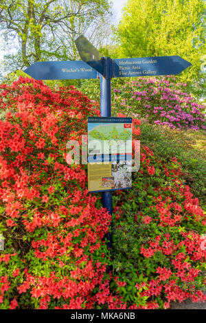 Bunte Pflanzen im Frühjahr auf dem Gelände von Exbury Gardens, einem bewaldeten Garten, die zu der Familie Rothschild in Hampshire, England, Großbritannien Stockfoto