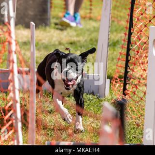 Brentwood Essex, 7. Mai 2018 Alles über Hunde zeigen, Brentwood Essex: Ein Hund läuft die Agilität Course Credit Ian Davidson/Alamy Livwe Nachrichten Stockfoto