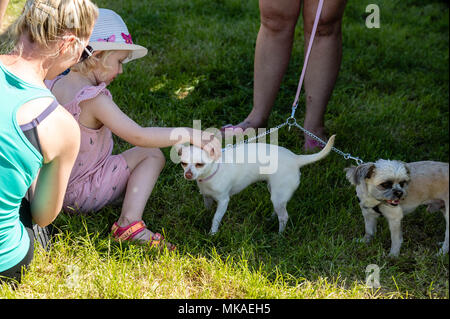 Brentwood Essex, 7. Mai 2018, Alles über Hunde zeigen La kleines Mädchen spielt mit ihren Hunden an der Alles über Hunde zeigen Credit Ian Davidson/Alamy leben Nachrichten Stockfoto