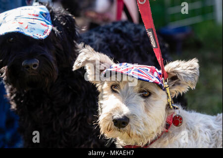 Brentwood, Essex, 7. Mai 2018, Alles über Hunde zeigen, Caps sind alle mode für hunde Alles über Hunde zeigen Brentwood, Essex Credit Ian Davidson/Alamy leben Nachrichten Stockfoto