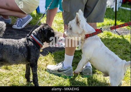 Brentwood, Essex, 7. Mai 2018 eine Sitzung der Hunde in die Alles über Hunde zeigen, Brentwood, Essex Credit Ian Davidson/Alamy leben Nachrichten Stockfoto