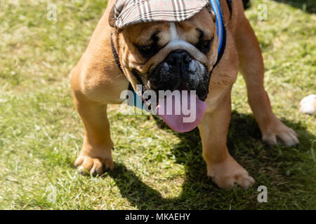 Brentwood, Essex, 7. Mai 2018 Hund Hüte sind alle die Art und Weise an der Alles über Hunde zeigen, Brentwood, Essex Credit Ian Davidson Alamy leben Nachrichten Stockfoto