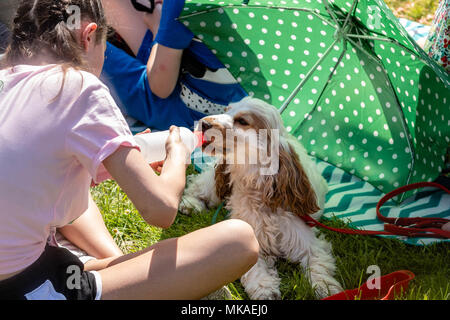 Brentwood Essex, 7. Mai 2018, versuchte kühl zu halten, ist die Reihenfolge der Tag an dem Alles über Hunde zeigen, Brentwood Essex Credit Ian Davidson/Alamy leben Nachrichten Stockfoto