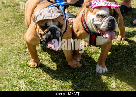 Brentwood Essex, 7. Mai 2018, versuchte kühl zu halten, ist die Reihenfolge der Tag an dem Alles über Hunde zeigen, Brentwood Essex Credit Ian Davidson/Alamy leben Nachrichten Stockfoto