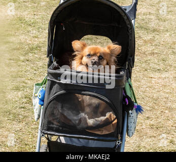 Brentwood, Essex, 7. Mai 2018, ein Hund in einem Buggy Am Alles über Hunde zeigen, Brentwood Essex, Kredit Ian Davidson/Alamy leben Nachrichten Stockfoto