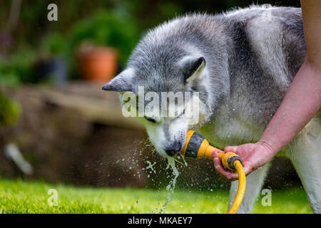 Ein sibirischer Husky Hund Abkühlung auf einem Sommer Tage aus dem heißen Wetter mit einem Versprühen von Wasser aus einem Gartenschlauch in einem Garten auf der Rückseite Stockfoto