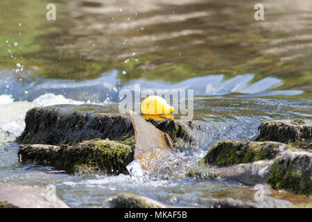 Richmond, North Yorkshire, UK. Montag, 7. Mai, 2018. Organisiert von Richmond Duck Club, der Grand Duck Race findet jährlich am 1. Mai Feiertag und sieht 2500 Kunststoff Enten in den Fluss gekippt Swale aus der Grünen Brücke, von wo aus sie stromabwärts schwimmen, über die Wasserfälle zur ziellinie an der Batts in der Nähe der Station Brücke. Credit: Andrew Nicholson/Alamy leben Nachrichten Stockfoto