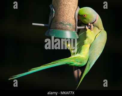 Wimbledon, London, UK. 7. Mai, 2018. Ein Ring Necked Parakeet, Großbritanniens nur eingebürgerte Papageienarten, auf einem Garten Futterhaus thront beleuchtet durch warme Abendsonne auf Feiertag Montag, es ist lebendige Gefieder, die sich gegen den dunklen Hintergrund Laub. Credit: Malcolm Park/Alamy Leben Nachrichten. Stockfoto