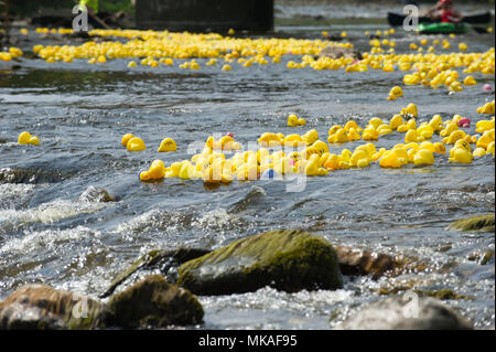 Richmond, England, Großbritannien 7. Mai 2018. Tausende von Kunststoffen gelbe Enten an den jährlichen Tag der Duck Race ab die Grüne Brücke in Richmond, Richmond Duck Club mit all dem Geld organisiert werden angehoben, zur Nächstenliebe. Alan Beastall/Alamy leben Nachrichten Stockfoto