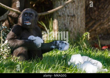 London, Großbritannien. 7. Mai, 2018. Westliche Flachlandgorillas Spaß in der Sonne, May Bank Holiday Montag, ZSL London Zoo, UK. Männliche Silverback, Kumbuka, denkt über eine große Wanne in der Gorilla Kindgdom, Tipps, und 'pflanzen einen Baum" in den nun leeren Topf, während seine Tochter, Alika, Geschmack und wäscht danach in die frisch verschüttetem Seifenlösungen. Quelle: Chris Aubrey/Alamy leben Nachrichten Stockfoto