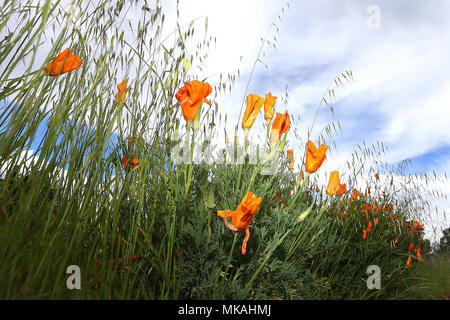 Napa, CA, USA. 16 Apr, 2018. Wildblumen, wie diesen Kalifornischen Mohn entlang Milton Road, sprengen Sie alle als Späte Jahreszeit regen durch die Gegend bewegen. Credit: Napa Senke-Register/ZUMA Draht/Alamy leben Nachrichten Stockfoto