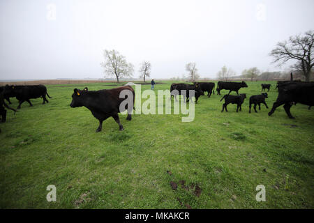 (180508) - Atlantik, 8. Mai 2018 (Xinhua) - Foto am 2. Mai genommen, 2018 zeigt Rinder durch Farmer Bill Pellett auf seiner Farm in Atlantic von Iowa, in den Vereinigten Staaten erhoben. Bill pellett ist jetzt Fütterung rund 900 Stück Vieh auf seiner Farm und hunderten von Hektar Mais und Sojabohnen in den Mittleren Westen der USA. Eine Reise nach China im Februar hat sein Vertrauen in das Verkaufen mehr von Prime Beef ist seine Farm an chinesische Kunden gesteigert. Während seines einwöchigen Aufenthalt in China, Pellett mit Vertretern von sieben auf 10 verschiedene Firmen, die Pläne für den Import von amerikanischem Rindfleisch. Kenntnis von Kollegen weit Stockfoto