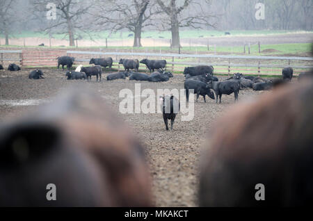 (180508) - Atlantik, 8. Mai 2018 (Xinhua) - Foto am 2. Mai genommen, 2018 zeigt Rinder durch Farmer Bill Pellett auf seiner Farm in Atlantic von Iowa, in den Vereinigten Staaten erhoben. Bill pellett ist jetzt Fütterung rund 900 Stück Vieh auf seiner Farm und hunderten von Hektar Mais und Sojabohnen in den Mittleren Westen der USA. Eine Reise nach China im Februar hat sein Vertrauen in das Verkaufen mehr von Prime Beef ist seine Farm an chinesische Kunden gesteigert. Während seines einwöchigen Aufenthalt in China, Pellett mit Vertretern von sieben auf 10 verschiedene Firmen, die Pläne für den Import von amerikanischem Rindfleisch. Kenntnis von Kollegen weit Stockfoto