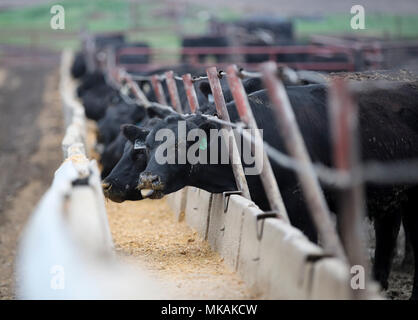 (180508) - Atlantik, 8. Mai 2018 (Xinhua) - Foto am 2. Mai genommen, 2018 zeigt Rinder durch Farmer Bill Pellett auf seiner Farm in Atlantic von Iowa, in den Vereinigten Staaten erhoben. Bill pellett ist jetzt Fütterung rund 900 Stück Vieh auf seiner Farm und hunderten von Hektar Mais und Sojabohnen in den Mittleren Westen der USA. Eine Reise nach China im Februar hat sein Vertrauen in das Verkaufen mehr von Prime Beef ist seine Farm an chinesische Kunden gesteigert. Während seines einwöchigen Aufenthalt in China, Pellett mit Vertretern von sieben auf 10 verschiedene Firmen, die Pläne für den Import von amerikanischem Rindfleisch. Kenntnis von Kollegen weit Stockfoto