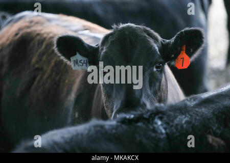 (180508) - Atlantik, 8. Mai 2018 (Xinhua) - Foto am 2. Mai genommen, 2018 zeigt Rinder durch Farmer Bill Pellett auf seiner Farm in Atlantic von Iowa, in den Vereinigten Staaten erhoben. Bill pellett ist jetzt Fütterung rund 900 Stück Vieh auf seiner Farm und hunderten von Hektar Mais und Sojabohnen in den Mittleren Westen der USA. Eine Reise nach China im Februar hat sein Vertrauen in das Verkaufen mehr von Prime Beef ist seine Farm an chinesische Kunden gesteigert. Während seines einwöchigen Aufenthalt in China, Pellett mit Vertretern von sieben auf 10 verschiedene Firmen, die Pläne für den Import von amerikanischem Rindfleisch. Kenntnis von Kollegen weit Stockfoto