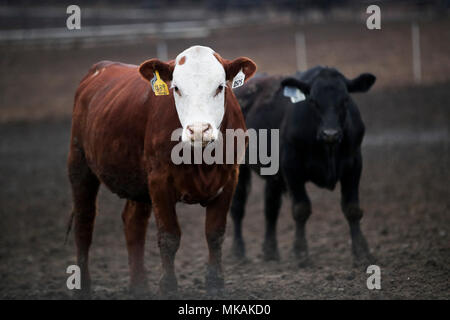 (180508) - Atlantik, 8. Mai 2018 (Xinhua) - Foto am 2. Mai genommen, 2018 zeigt Rinder durch Farmer Bill Pellett auf seiner Farm in Atlantic von Iowa, in den Vereinigten Staaten erhoben. Bill pellett ist jetzt Fütterung rund 900 Stück Vieh auf seiner Farm und hunderten von Hektar Mais und Sojabohnen in den Mittleren Westen der USA. Eine Reise nach China im Februar hat sein Vertrauen in das Verkaufen mehr von Prime Beef ist seine Farm an chinesische Kunden gesteigert. Während seines einwöchigen Aufenthalt in China, Pellett mit Vertretern von sieben auf 10 verschiedene Firmen, die Pläne für den Import von amerikanischem Rindfleisch. Kenntnis von Kollegen weit Stockfoto