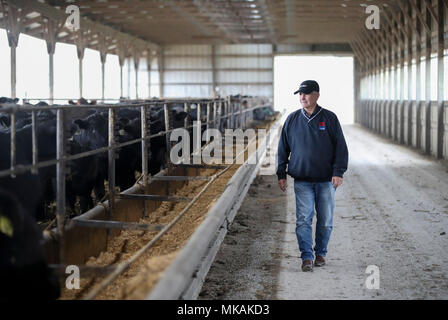 (180508) - Atlantik, 8. Mai 2018 (Xinhua) - Landwirt Bill Pellett prüft Vieh auf seiner Farm in Atlantic von Iowa, USA, 2. Mai 2018 erhoben. Bill pellett ist jetzt Fütterung rund 900 Stück Vieh auf seiner Farm und hunderten von Hektar Mais und Sojabohnen in den Mittleren Westen der USA. Eine Reise nach China im Februar hat sein Vertrauen in das Verkaufen mehr von Prime Beef ist seine Farm an chinesische Kunden gesteigert. Während seines einwöchigen Aufenthalt in China, Pellett mit Vertretern von sieben auf 10 verschiedene Firmen, die Pläne für den Import von amerikanischem Rindfleisch. Probleme Fellow der Landwirte Stockfoto