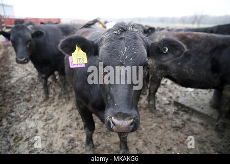 (180508) - Atlantik, 8. Mai 2018 (Xinhua) - Foto am 2. Mai genommen, 2018 zeigt Rinder durch Farmer Bill Pellett auf seiner Farm in Atlantic von Iowa, in den Vereinigten Staaten erhoben. Bill pellett ist jetzt Fütterung rund 900 Stück Vieh auf seiner Farm und hunderten von Hektar Mais und Sojabohnen in den Mittleren Westen der USA. Eine Reise nach China im Februar hat sein Vertrauen in das Verkaufen mehr von Prime Beef ist seine Farm an chinesische Kunden gesteigert. Während seines einwöchigen Aufenthalt in China, Pellett mit Vertretern von sieben auf 10 verschiedene Firmen, die Pläne für den Import von amerikanischem Rindfleisch. Kenntnis von Kollegen weit Stockfoto