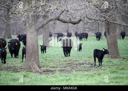 (180508) - Atlantik, 8. Mai 2018 (Xinhua) - Foto am 2. Mai genommen, 2018 zeigt Rinder durch Farmer Bill Pellett auf seiner Farm in Atlantic von Iowa, in den Vereinigten Staaten erhoben. Bill pellett ist jetzt Fütterung rund 900 Stück Vieh auf seiner Farm und hunderten von Hektar Mais und Sojabohnen in den Mittleren Westen der USA. Eine Reise nach China im Februar hat sein Vertrauen in das Verkaufen mehr von Prime Beef ist seine Farm an chinesische Kunden gesteigert. Während seines einwöchigen Aufenthalt in China, Pellett mit Vertretern von sieben auf 10 verschiedene Firmen, die Pläne für den Import von amerikanischem Rindfleisch. Kenntnis von Kollegen weit Stockfoto