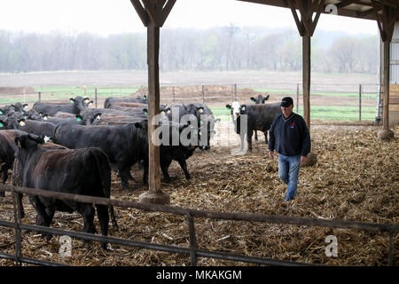 (180508) - Atlantik, 8. Mai 2018 (Xinhua) - Landwirt Bill Pellett prüft Vieh auf seiner Farm in Atlantic von Iowa, USA, 2. Mai 2018 erhoben. Bill pellett ist jetzt Fütterung rund 900 Stück Vieh auf seiner Farm und hunderten von Hektar Mais und Sojabohnen in den Mittleren Westen der USA. Eine Reise nach China im Februar hat sein Vertrauen in das Verkaufen mehr von Prime Beef ist seine Farm an chinesische Kunden gesteigert. Während seines einwöchigen Aufenthalt in China, Pellett mit Vertretern von sieben auf 10 verschiedene Firmen, die Pläne für den Import von amerikanischem Rindfleisch. Probleme Fellow der Landwirte Stockfoto