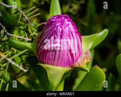 Morgentau auf einer Blume Hottentotten Bild Insel Sardinien, Italien Stockfoto