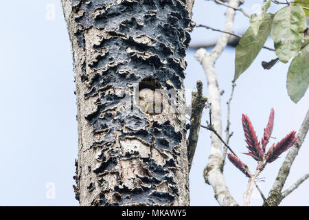 Zentralamerikanischen Sperlingskauz Glaucidium griseiceps Erwachsener im Nest das Loch im Baum im Wald, Costa Rica Stockfoto