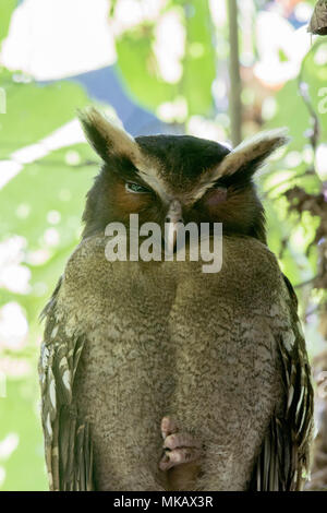 Crested Eule Lophostrix cristata Erwachsenen auf dem Zweig am Tag Zeit thront in Wald Roost, Costa Rica Stockfoto