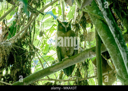 Crested Eule Lophostrix cristata Erwachsenen auf dem Zweig am Tag Zeit thront in Wald Roost, Costa Rica Stockfoto